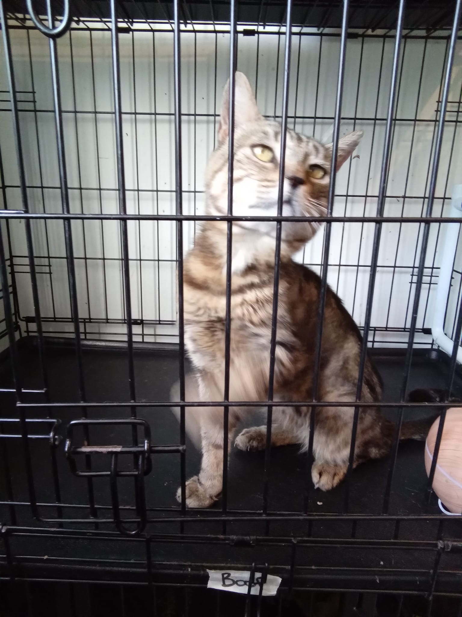 Rocky is a handsome fellow, with an insatiable appetite for attention. ð
