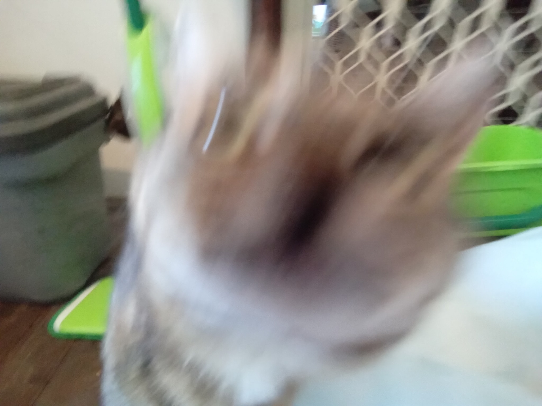 Rocky is one of those 'impossible to photograph' cats. ð¤ª