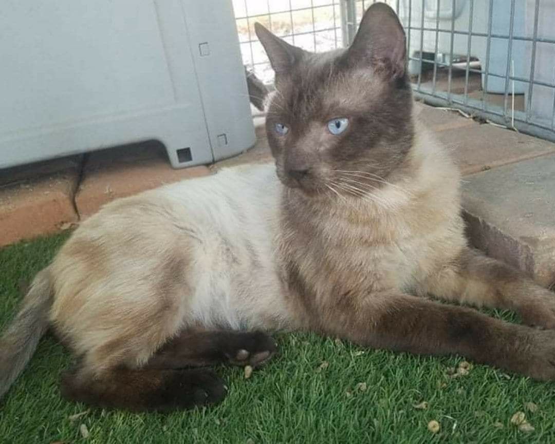 Mufasa… A chocolate point Siamese stray found roaming in the Wheatbelt country town of Narrogin…