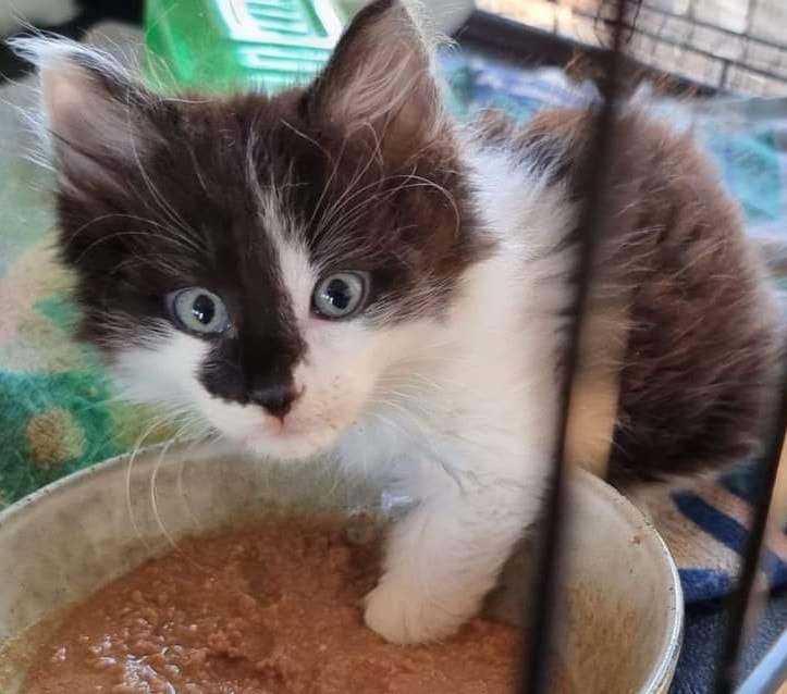 Just had to revisit this #cutekitten Smudge today… ð ð¥° ð