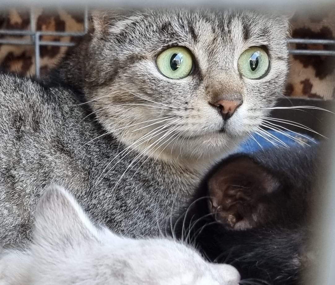 Introducing Andalusia… a beautiful feral mumma â£