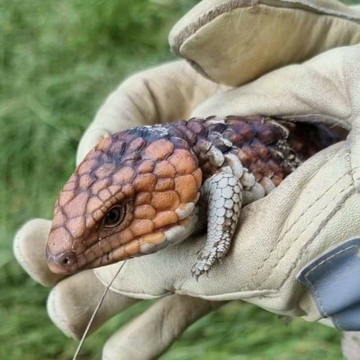 We have a family of beautiful bobtails living on our property in the Avon Valley.