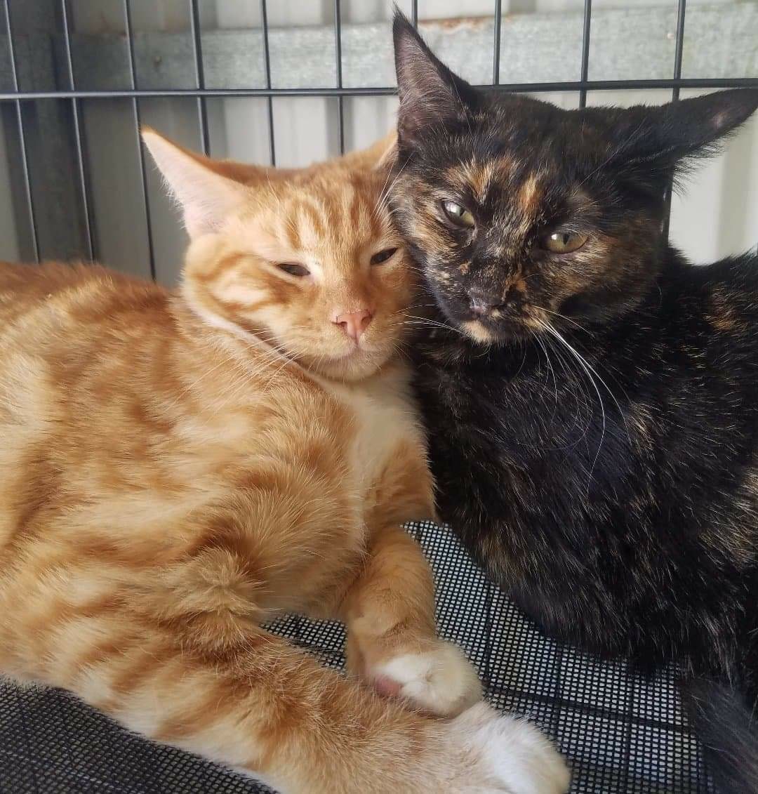 ð§¡ Spud 'n' Tilly share the ð§¡