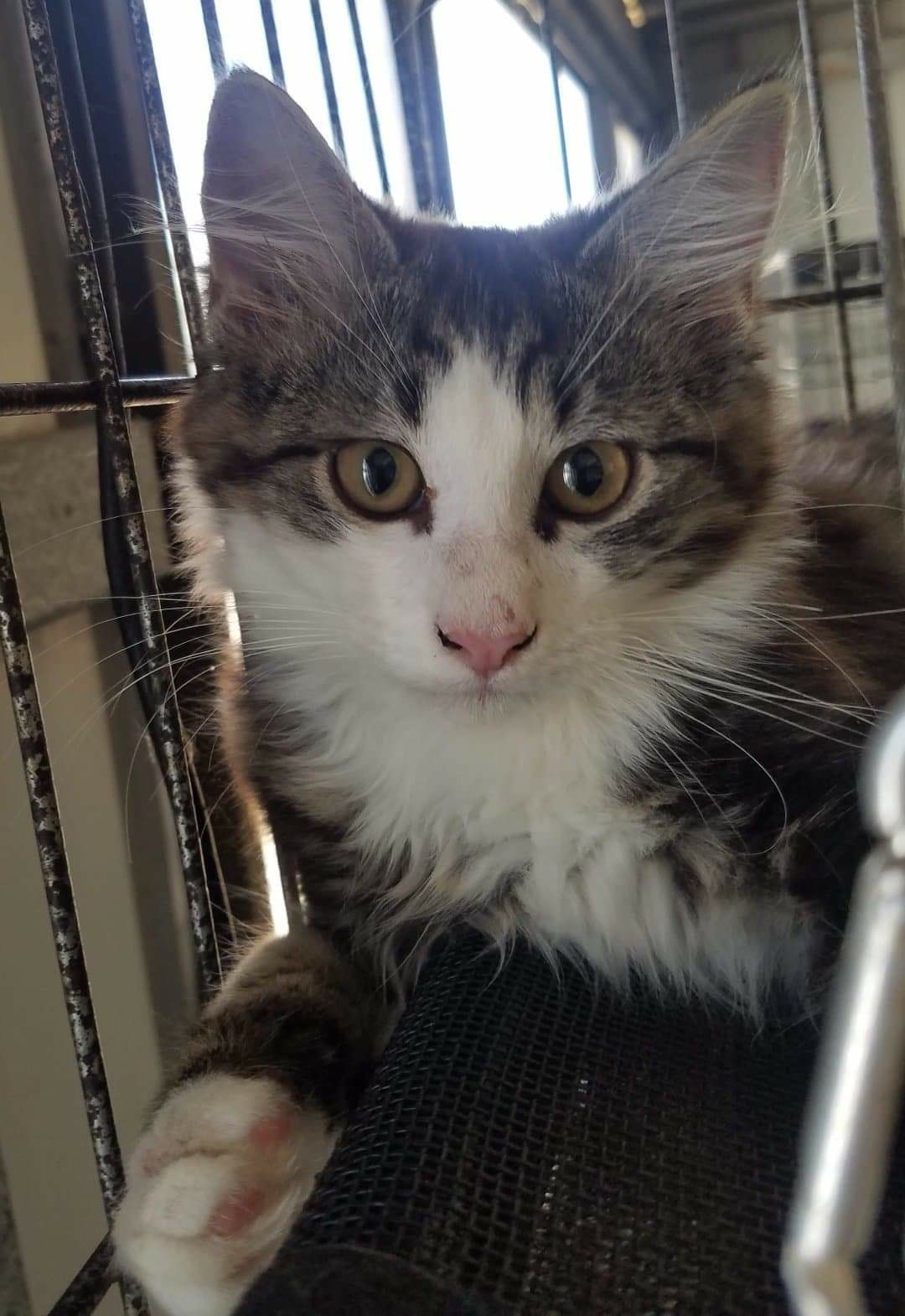 Choo Choo, Smudge's brother… ð