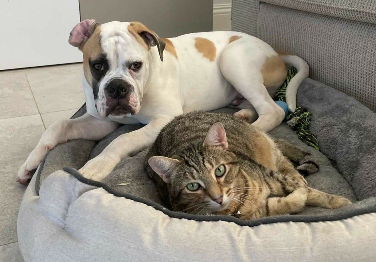 Tubbs is a former feral turned friendly feline.