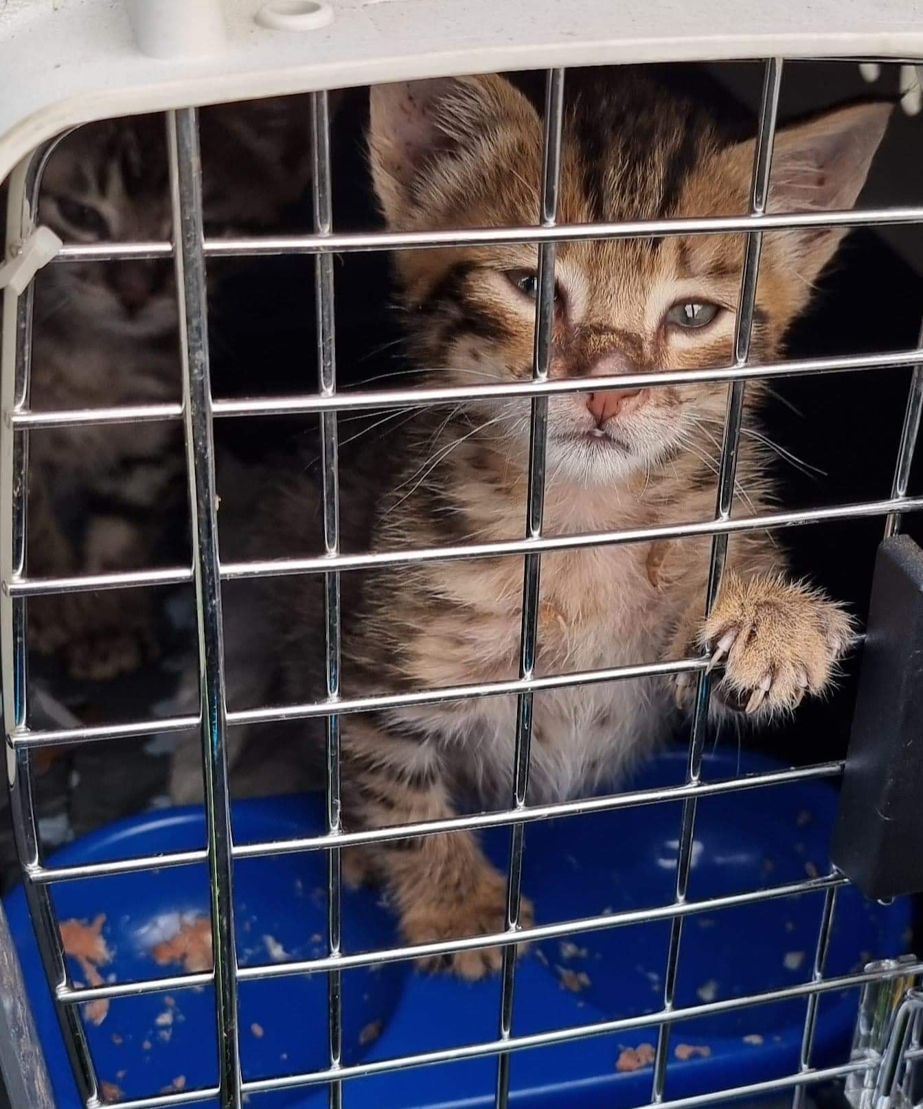 I was greeted this morning with hungry kittens… in need of a bath. ð³