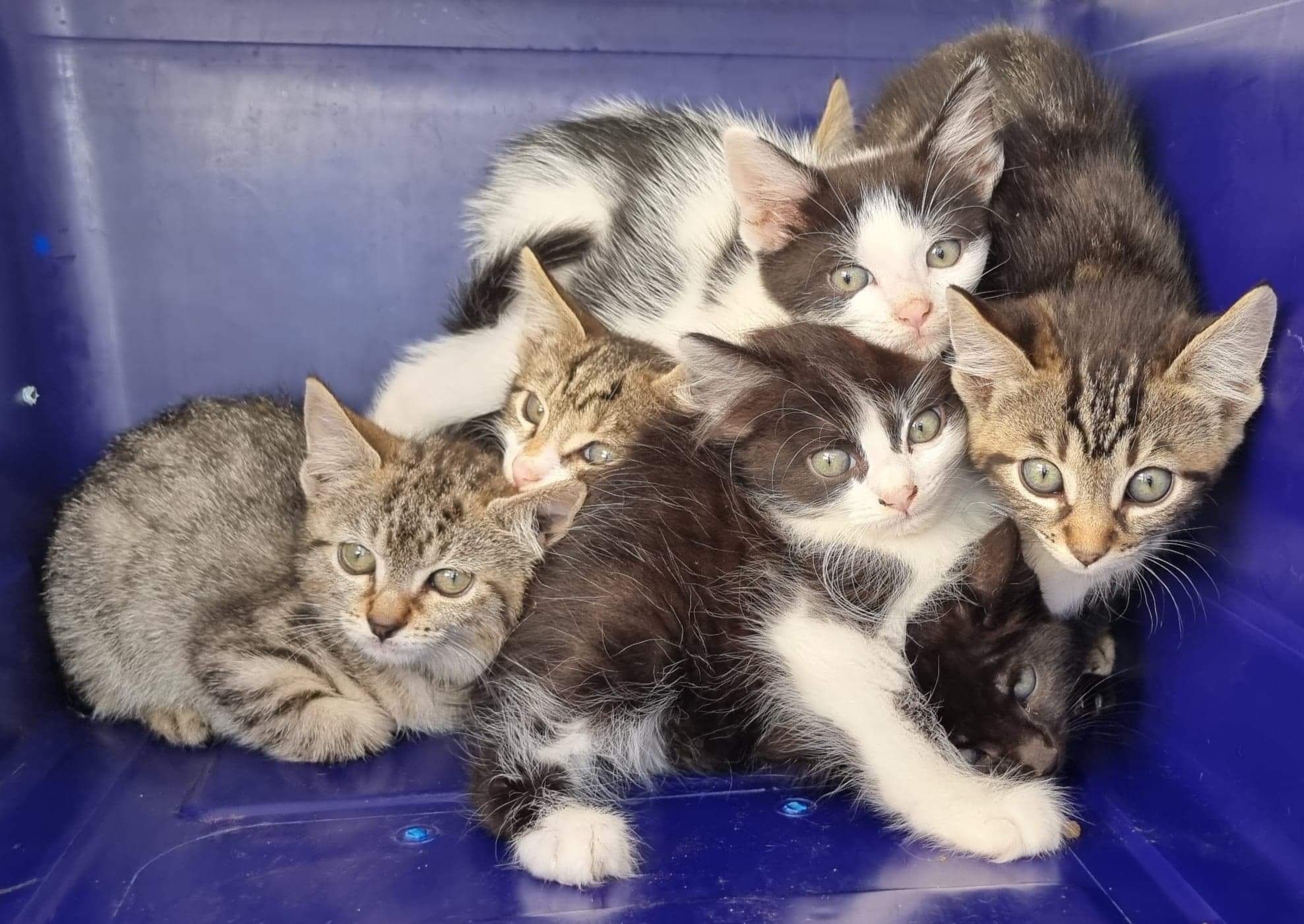 Keeping kittens clean on a #rescueroadtrip can be a bit of a logistical nightmare. ð¤ª