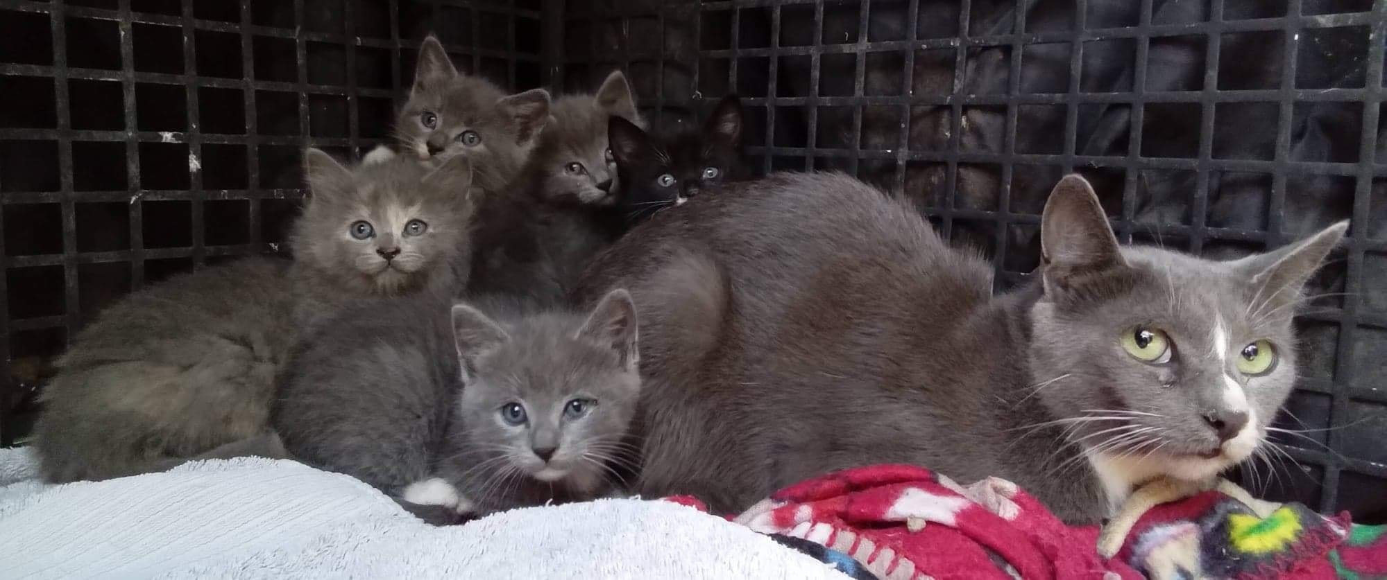 Maeve and her band of fluffy babies. ð¤©