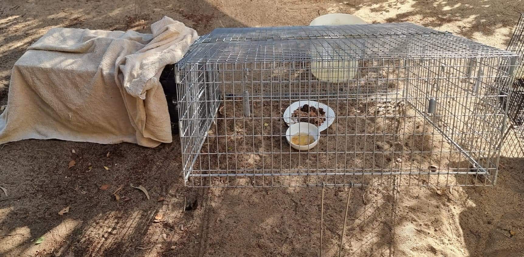 #droptrap set up to nab Itty Bitty… the feral kitty. ð¥°