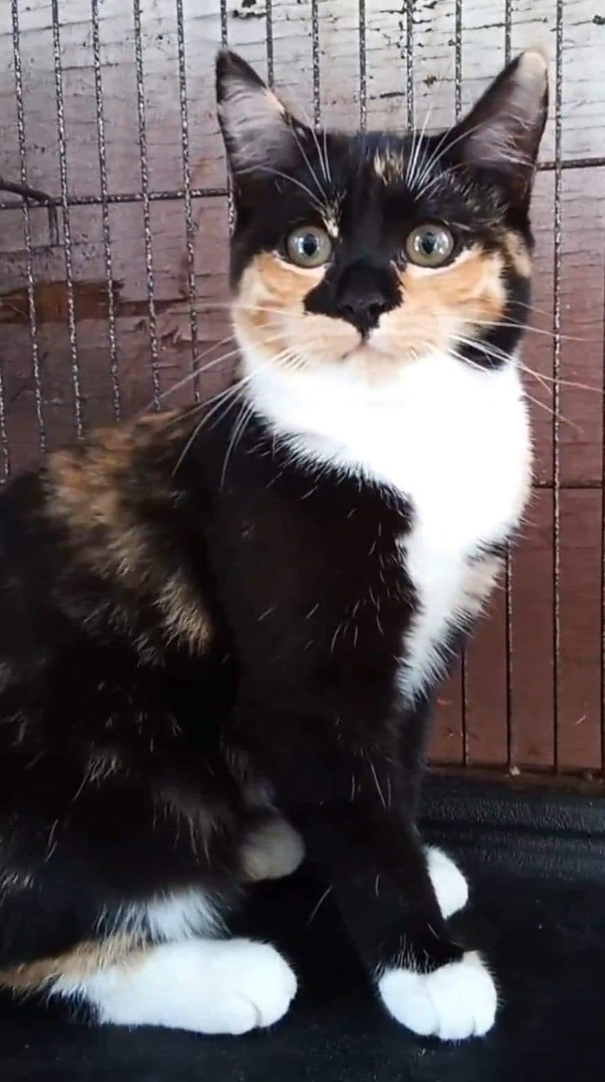 â£ Tilly… the Calico Queen â£