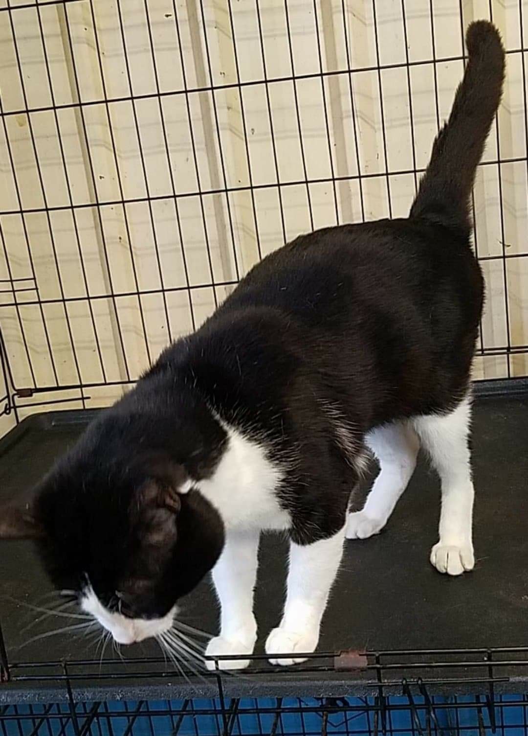 Brad… a tale of a stumpy tail. ð