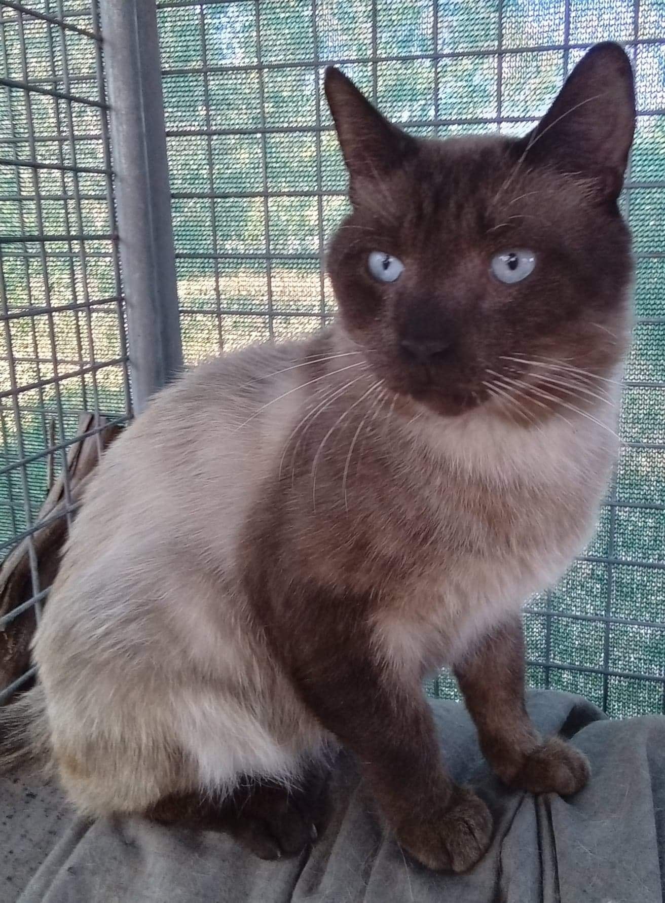 Handsome chap Mufasa. â¥ï¸ð©â¥ï¸