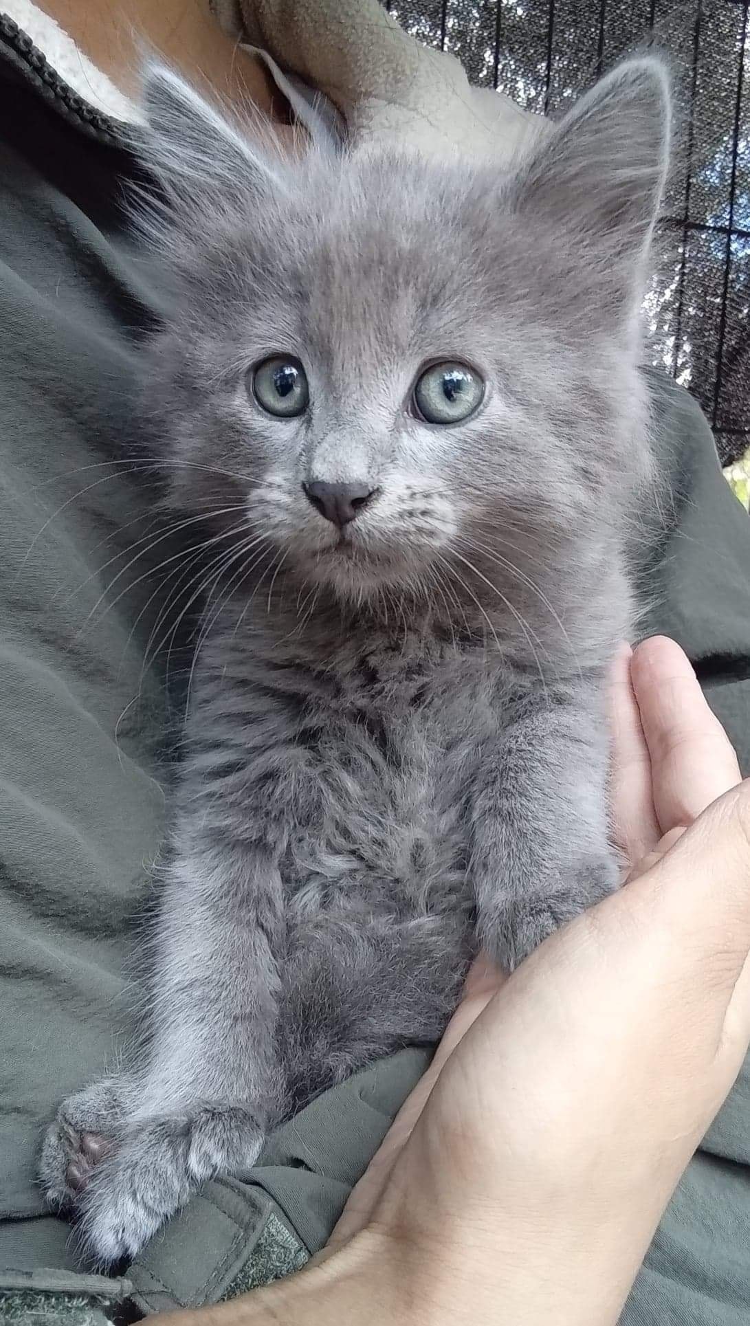 Itty Bitty… this kitty is going to be a real