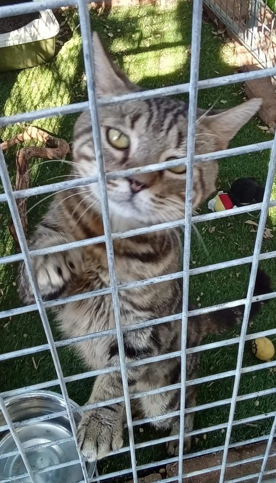 Sneezy Smooch Rocky update…