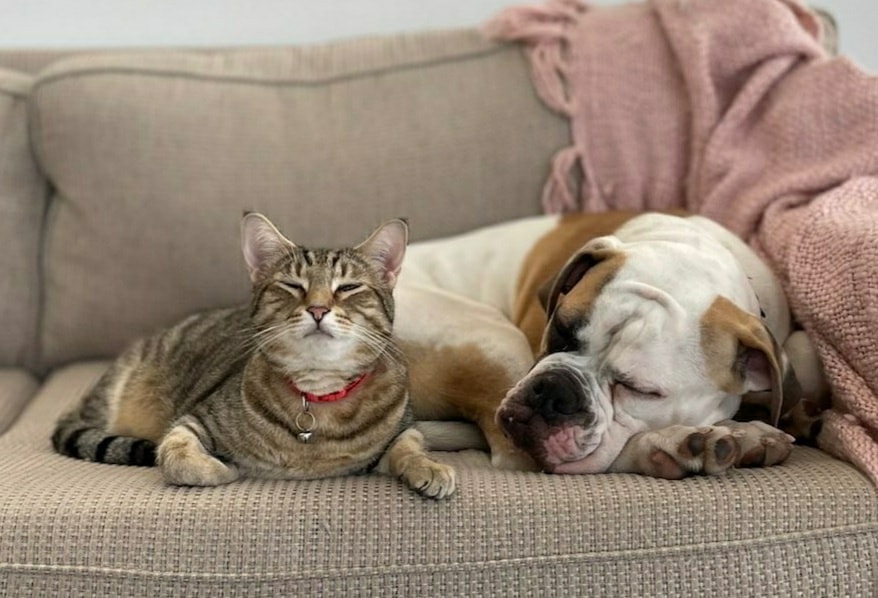 adoptashycat_like_Tubbs - Image from 2022-03-29