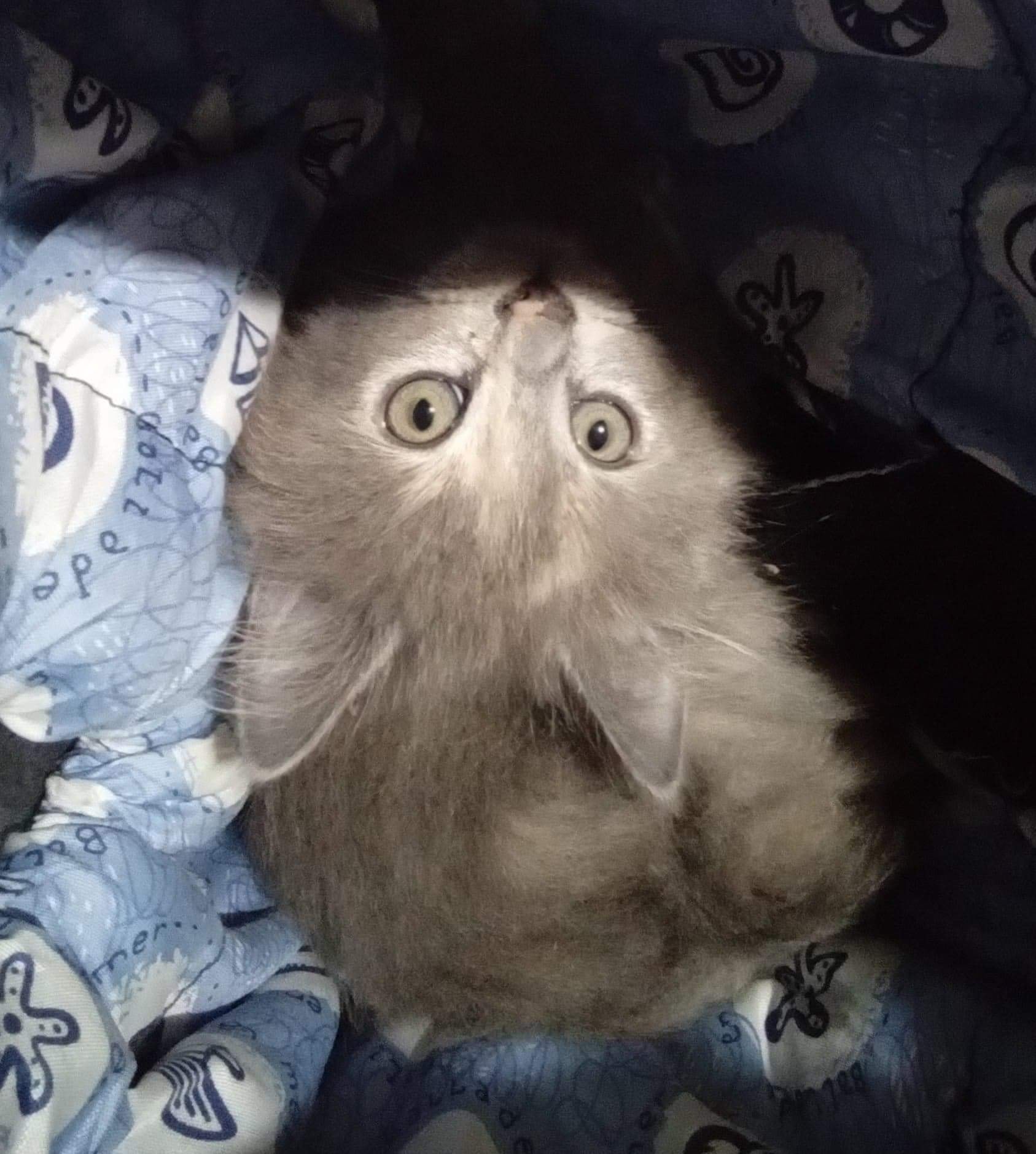 Wannabe_snuggled_in_his_kitty - Image from 2022-03-31