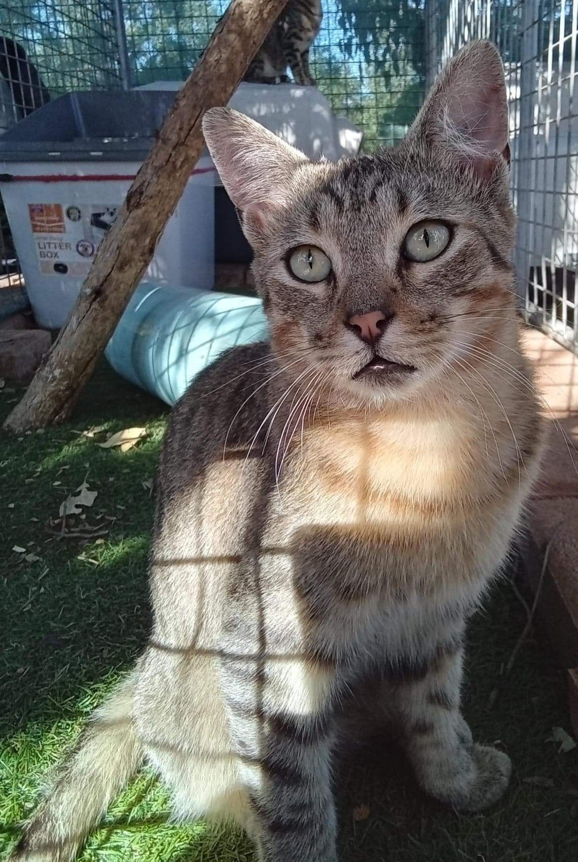 Carol… the pocket rocket cat. ð¥ðð¥