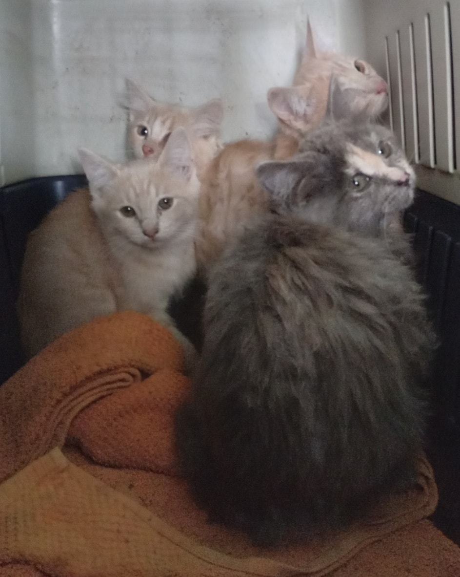It seems we have another fluffy grey kitten ð