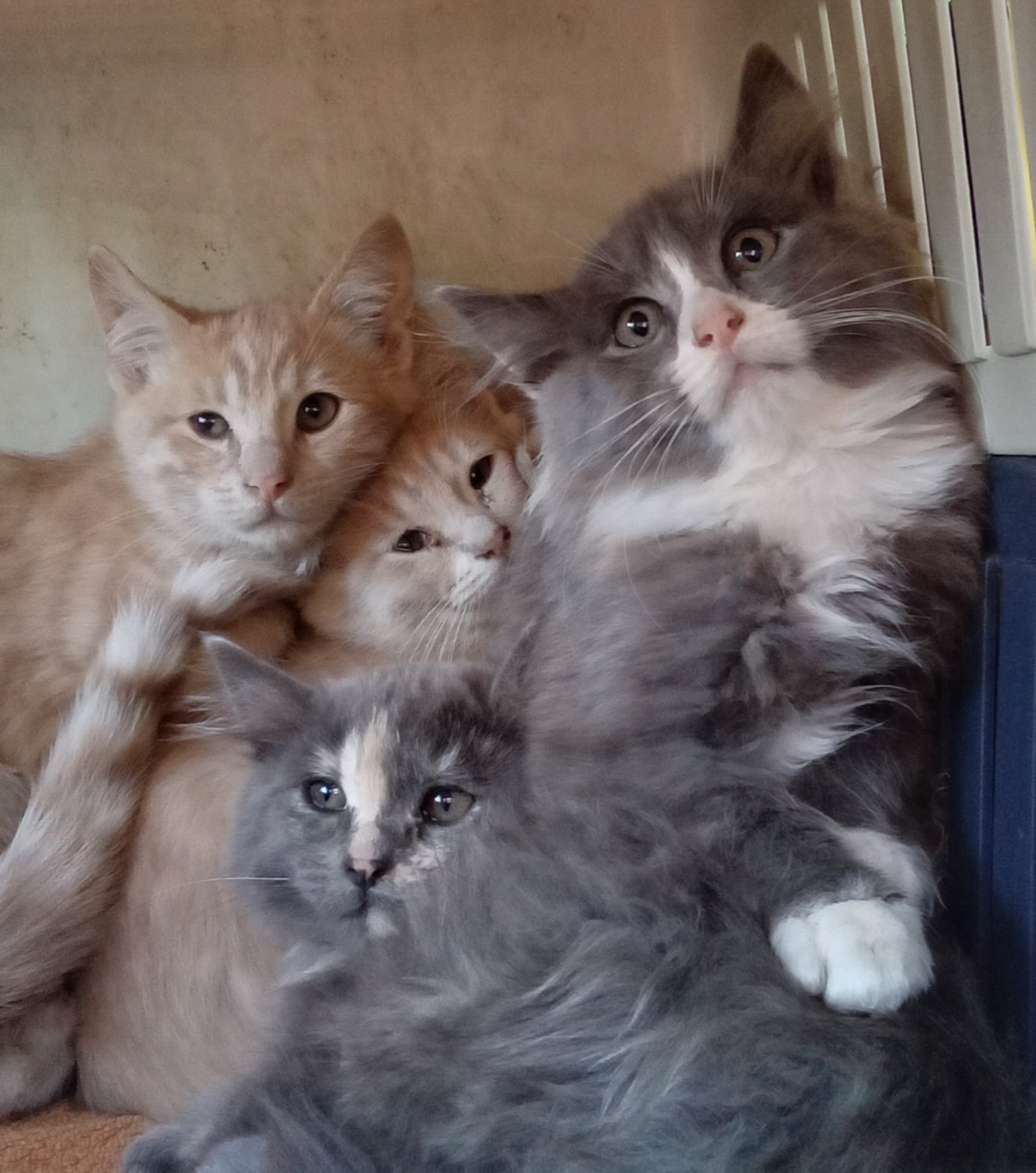 Hello_sweet_kittens - Image from 2022-04-10