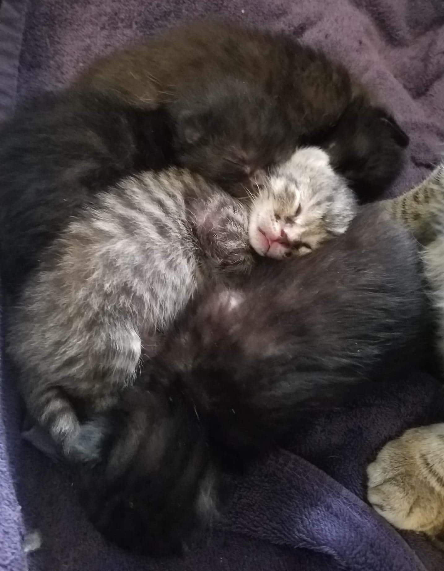 A tabby sandwich ð¤©