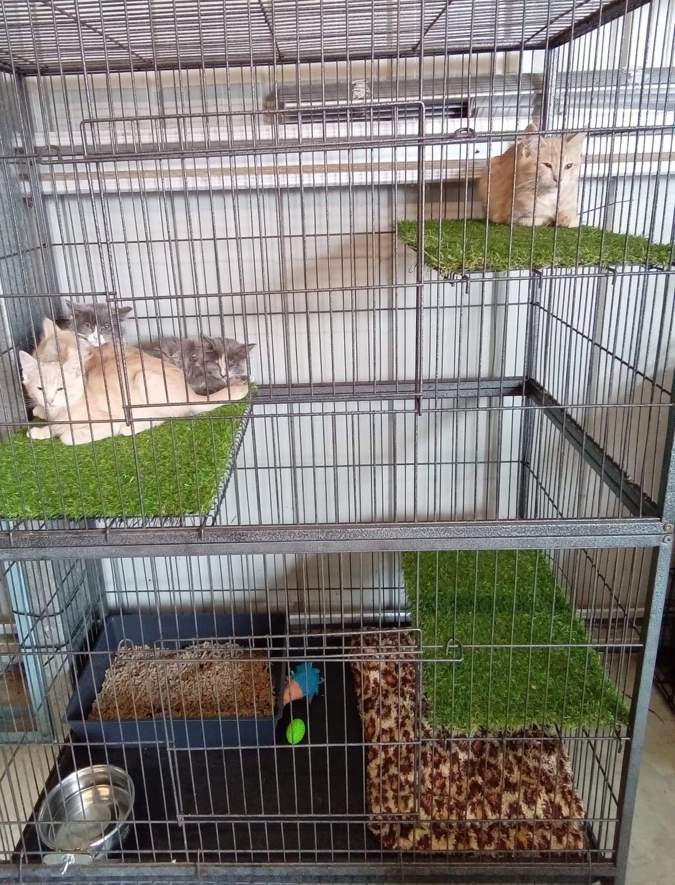 The Fluffy Wheatbelt siblings are slowly settling in. ð§¡â£ð§¡