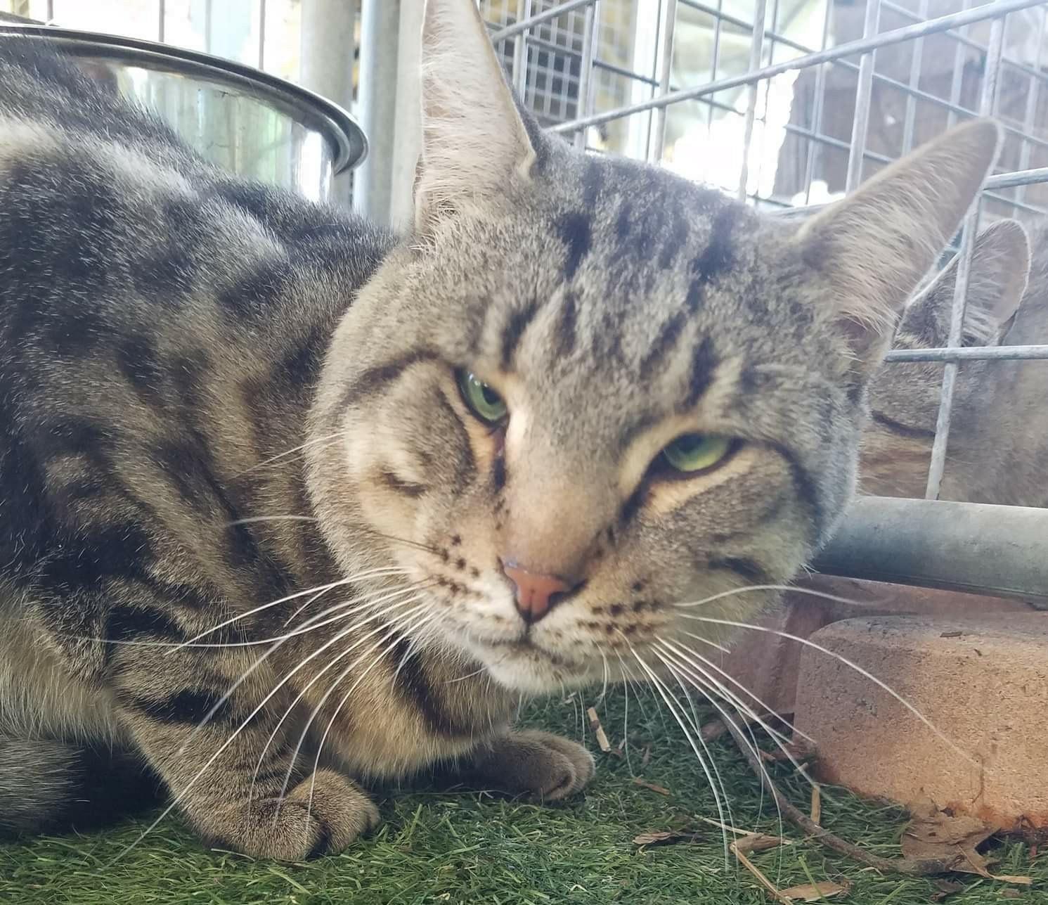 This #funkycat is a #crosseyedcat ð
