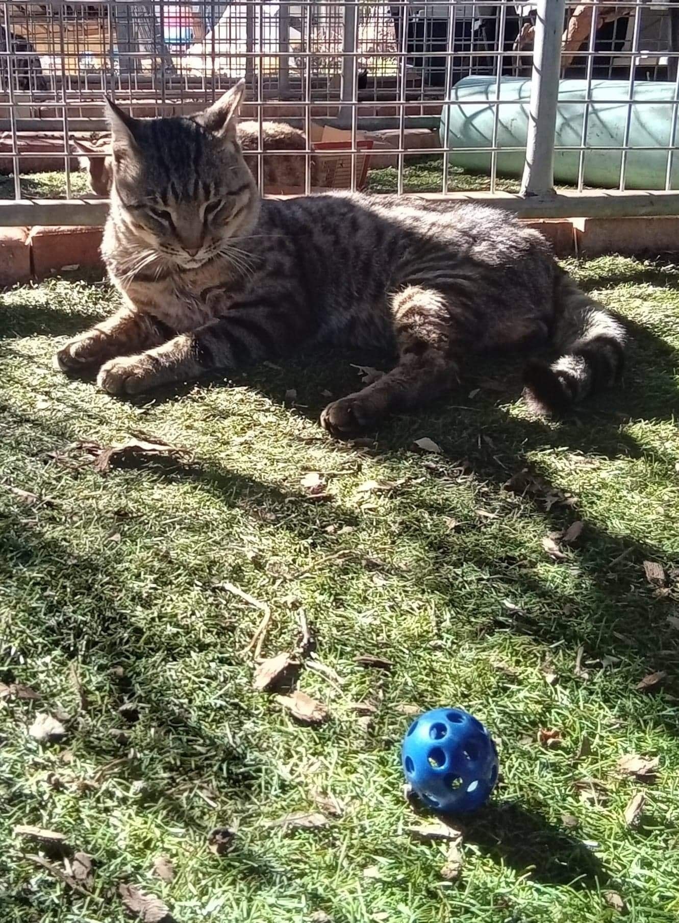 Clarence contemplates chasing the ball.