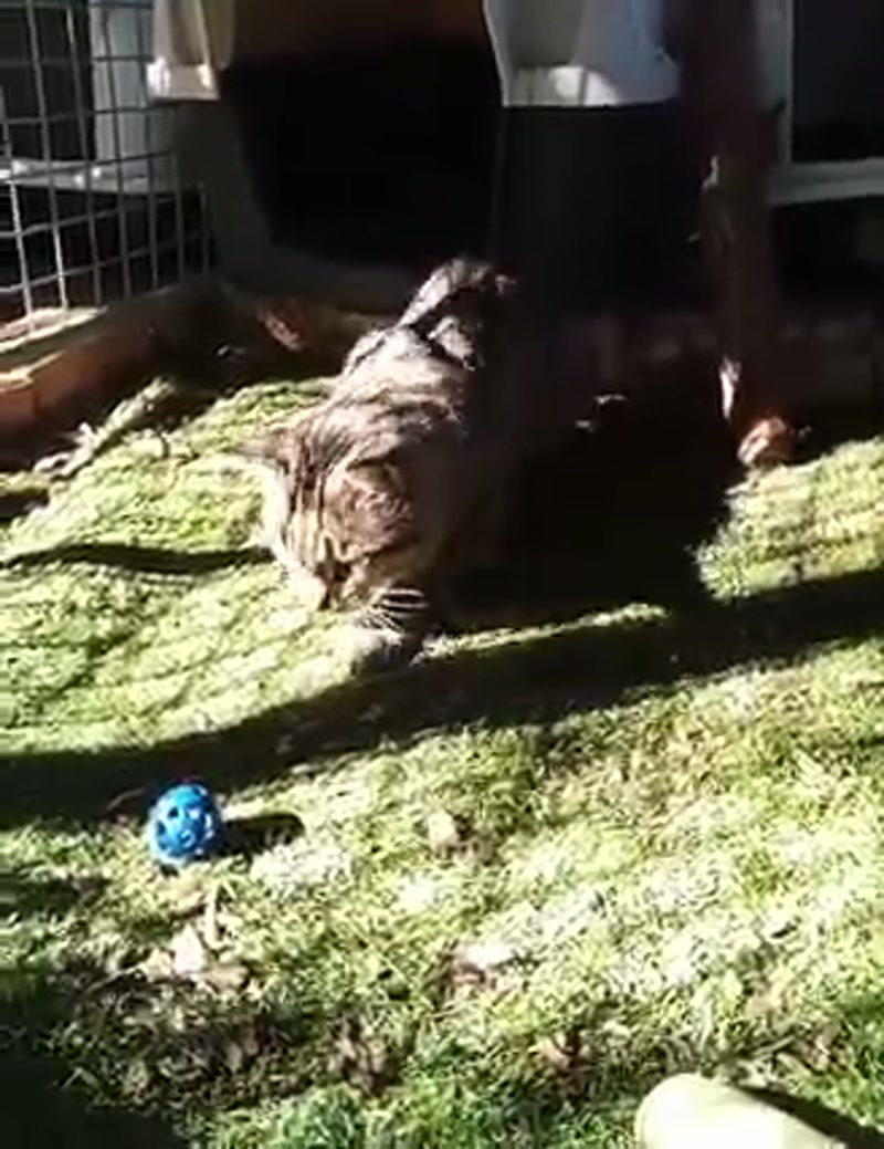 Clarence really does love his little blue ball.