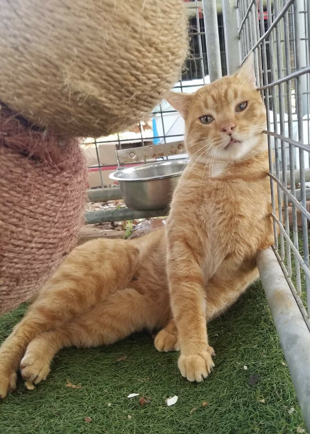 Mr_Gin_and_his_best__poses - Image from 2022-05-18