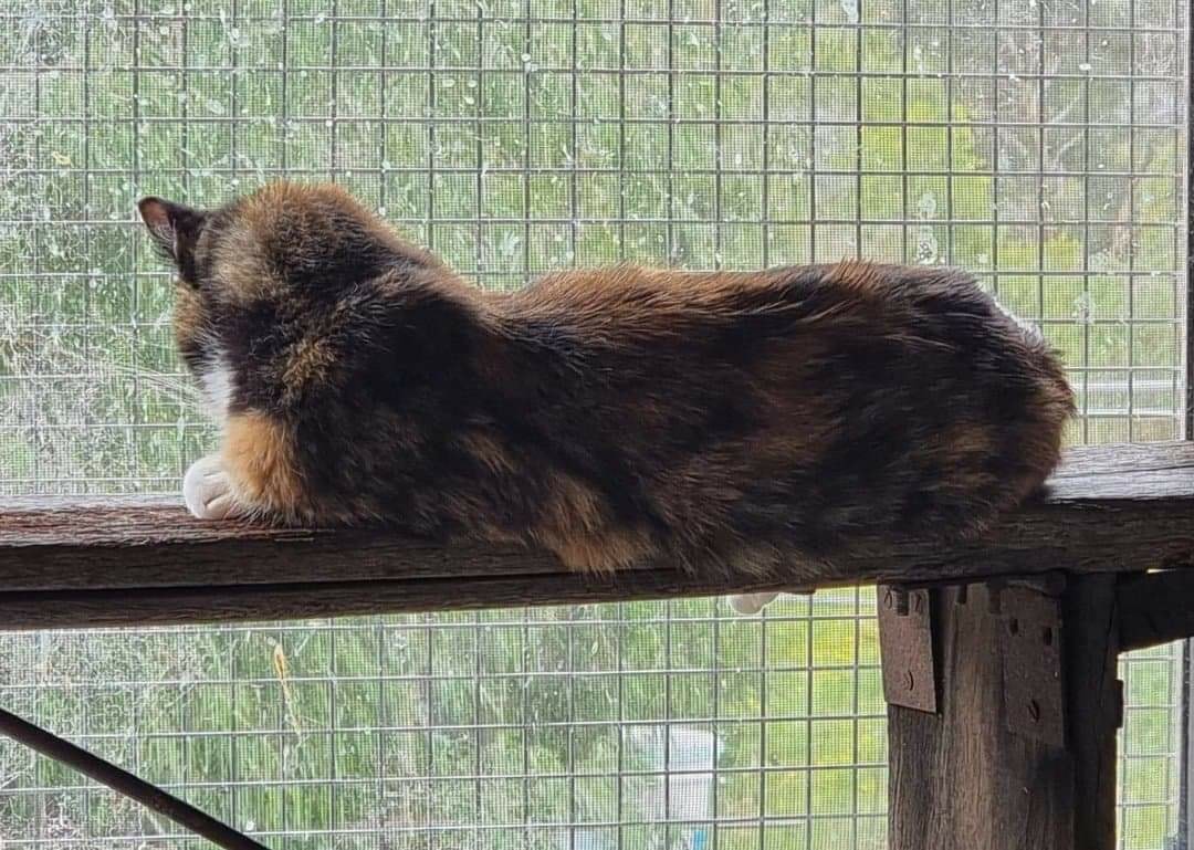 Goodbye my sweet Miss Marble. ð