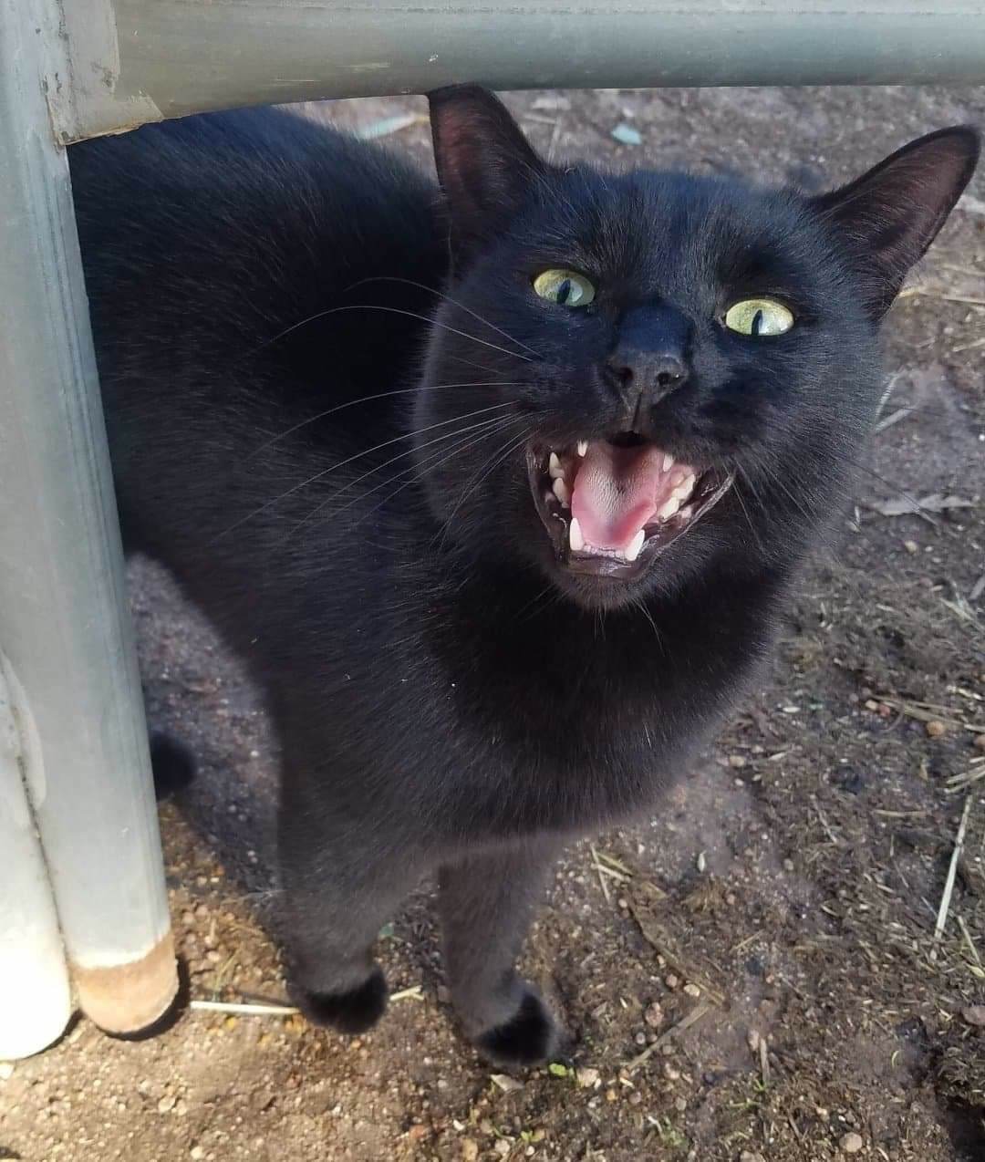 Our farm cat, Esby, giving us his daily report. ð ð