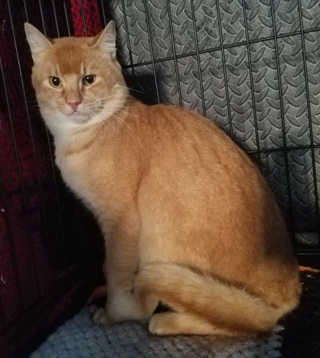 Stunning stray boy Paco has recently arrived here from SCAN. ð¤