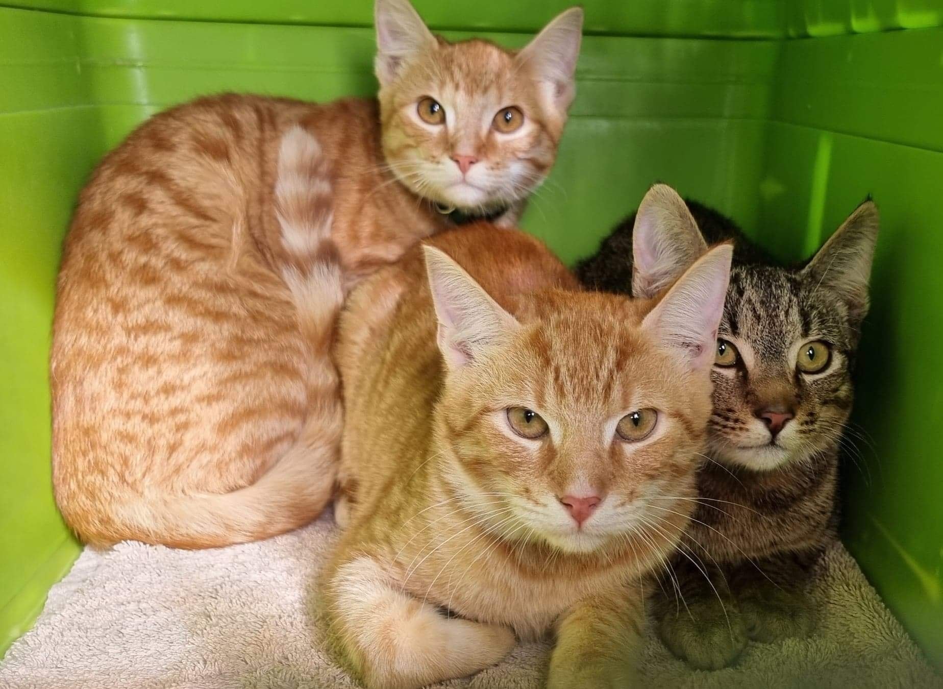 Four feral kittens found living in the shearing sheds of a Hyden sheep station ð ð ð begin …