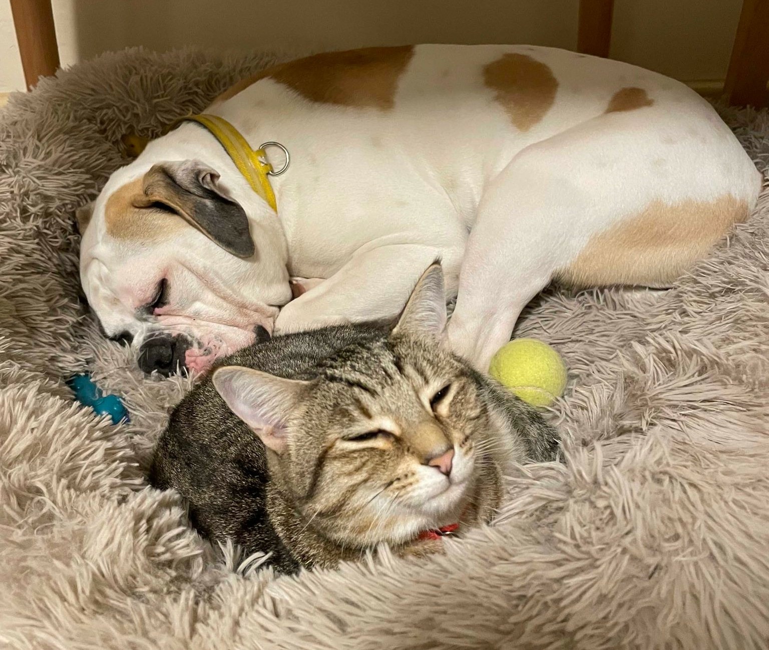 Some cats were born to be a dog's best friend… ð±ðð¶