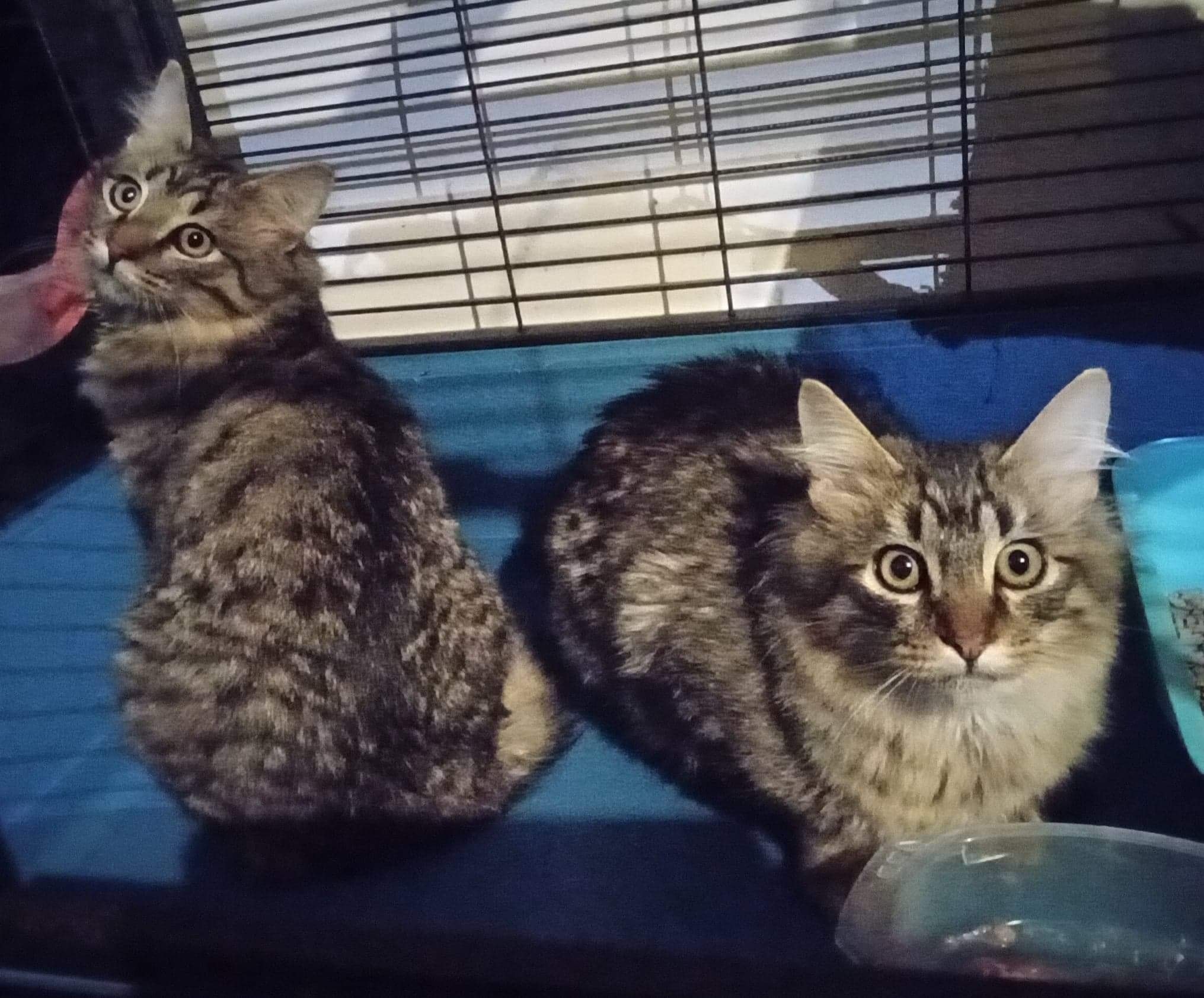 Dewey and Louie are BIG active boys! ð