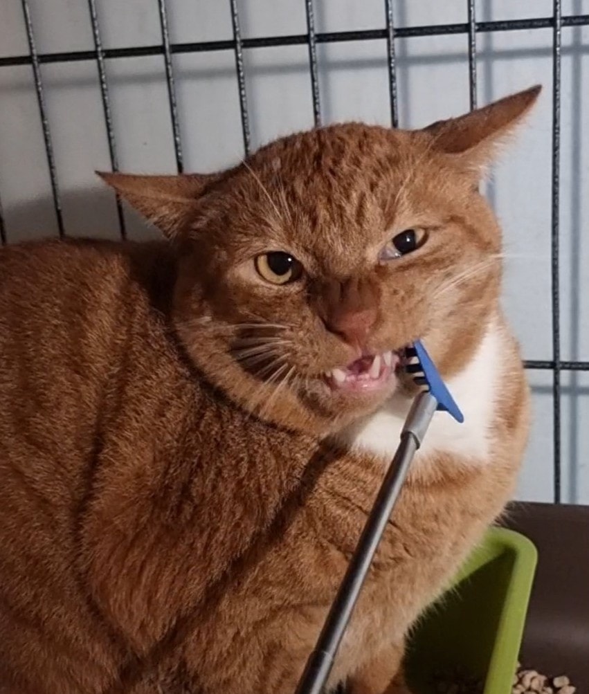 This_cat_speaks_with_his_face - Image from 2022-07-11