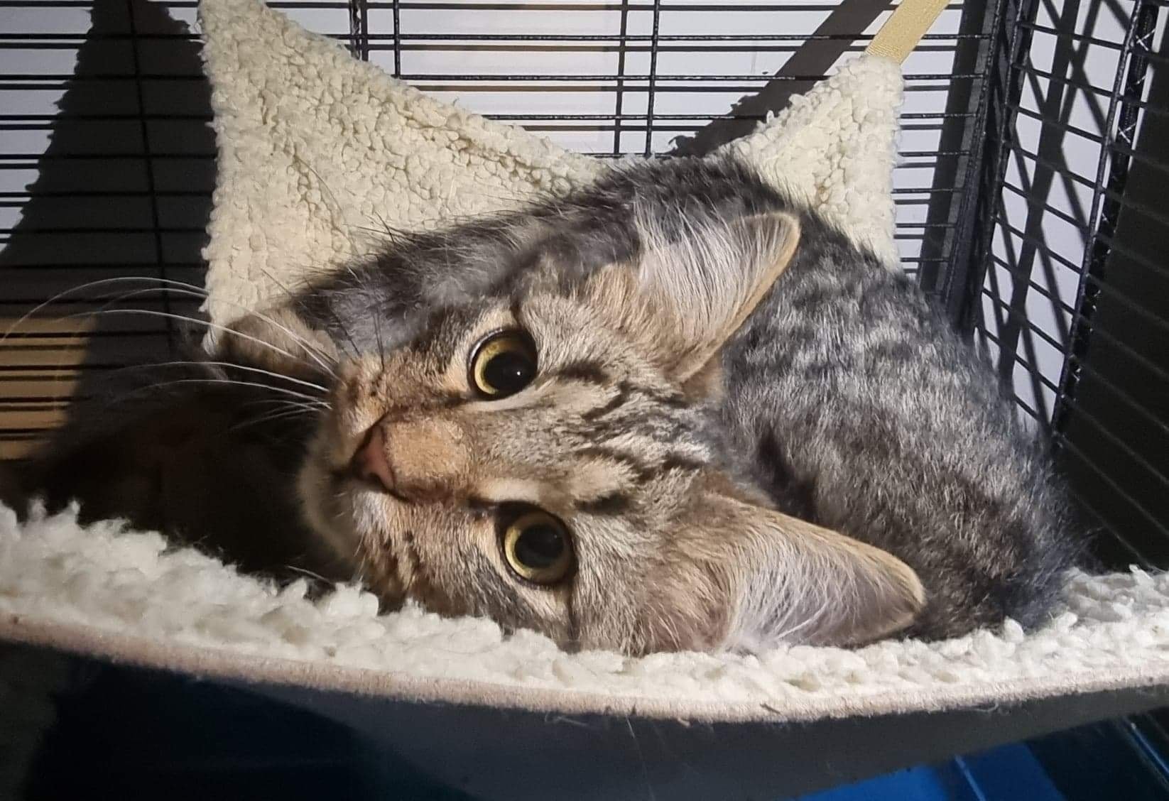 Louie is an active, fun loving boy… ð