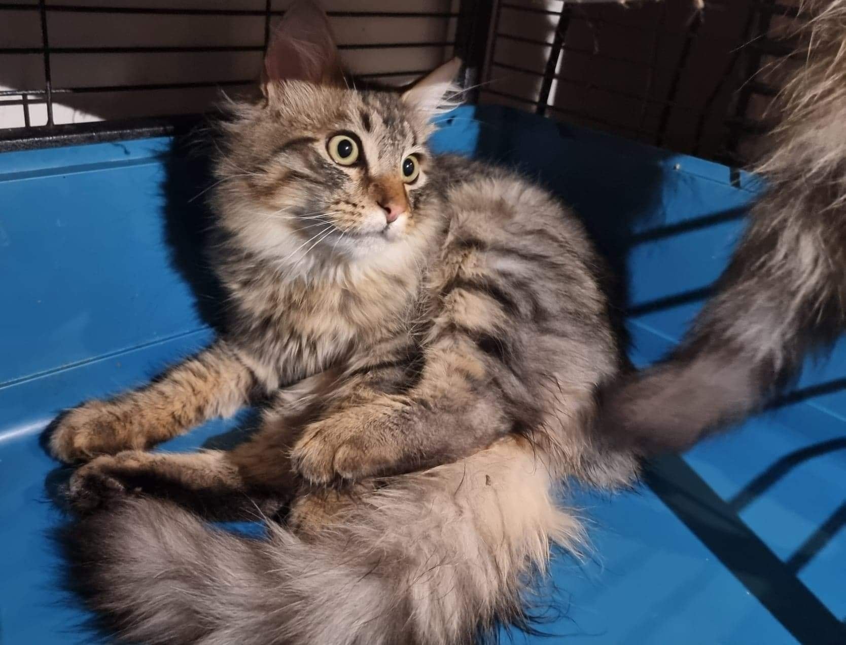 Dewey… He's a little more sassy than his brother Louie. ð