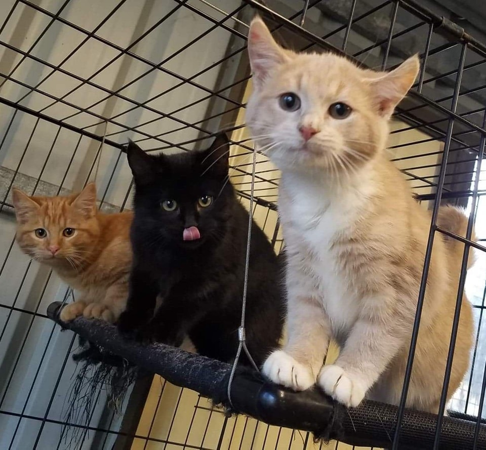 Foster_kittens_checking_out_wh - Image from 2022-07-17