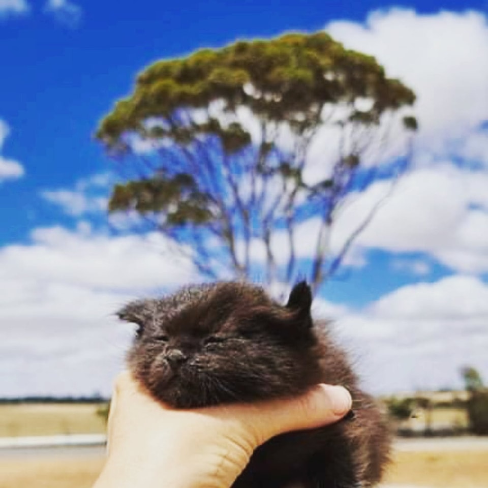If_a_cat_is_owned_by_nobody_th - Image from 2022-07-17