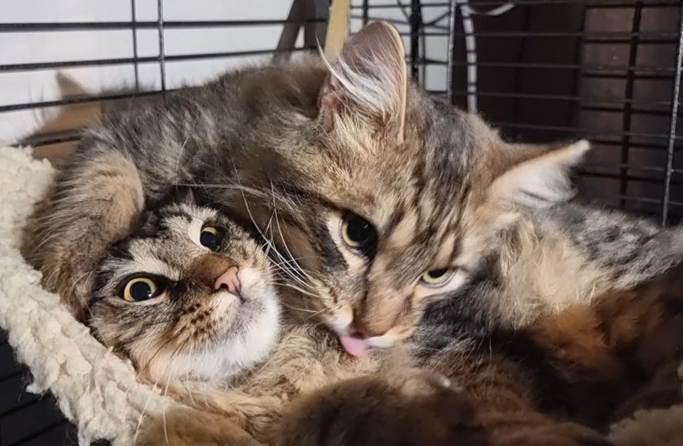 Darling duo Hewey and Louie are ready for adoption! ð¥³
