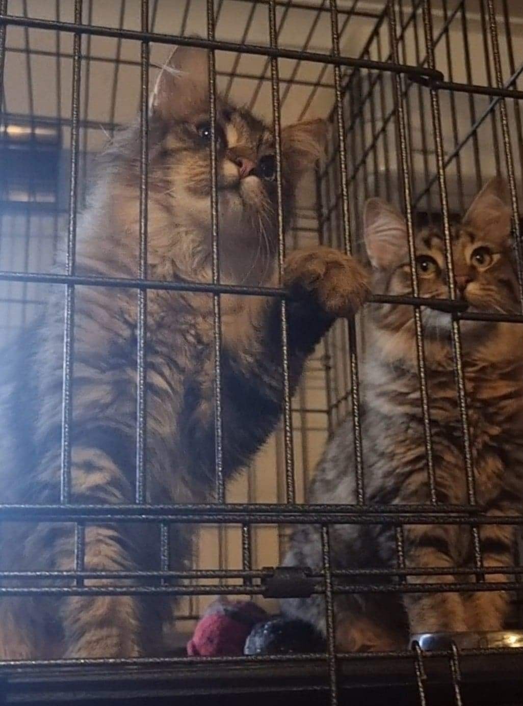 Practising the tandem "cute factor"