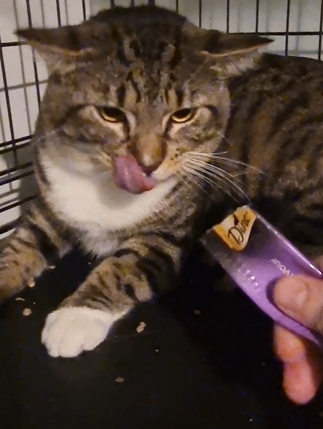 Zeus and Zander enjoy creamy treat time.