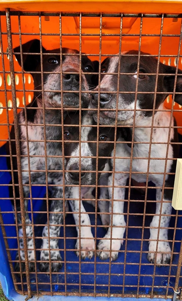 Cattle_dogs - Image from 2022-08-06