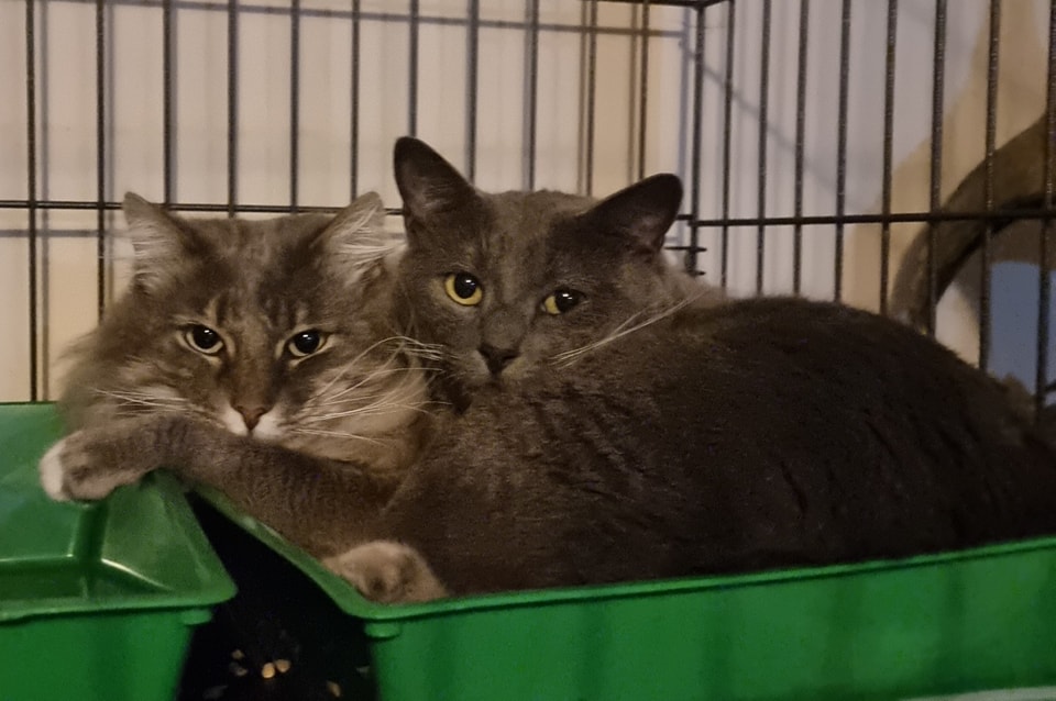 Zander appreciates snuggle time with Zion… the King of Floof. ð