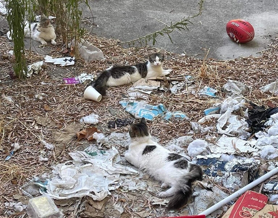 This_is_why_its_called_rescue - Image from 2022-08-07