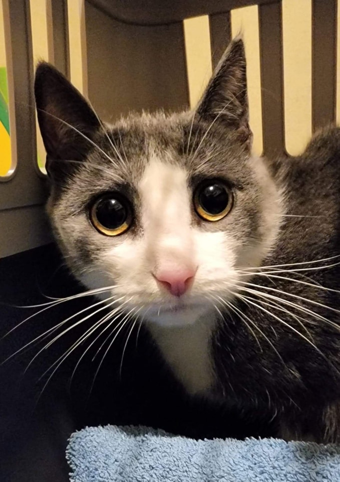 New foster… ð¤
