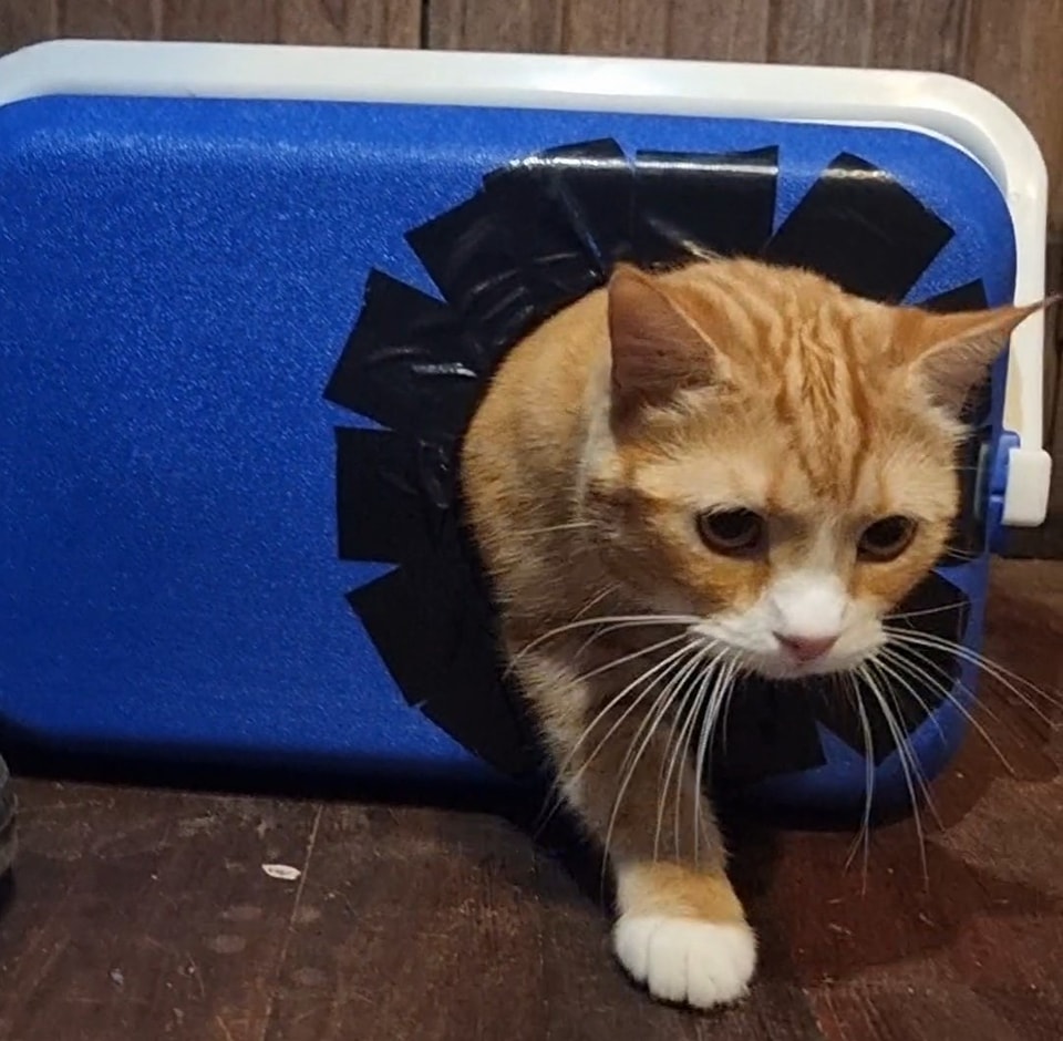 Test pilot Mogwai takes the new
