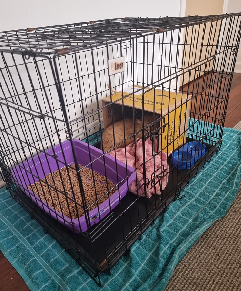 Peach has been in care for awhile now.