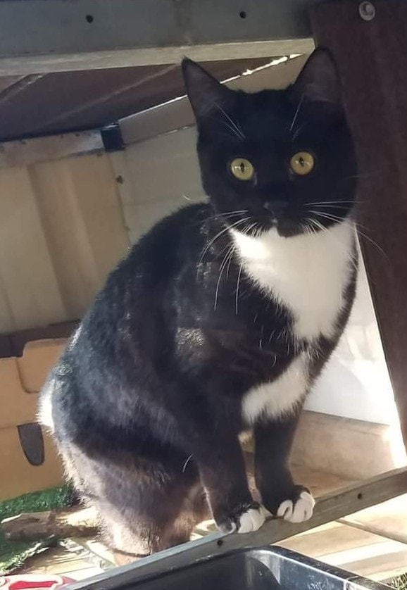 Foo in her Tux and Floss in her Torti. ð¤